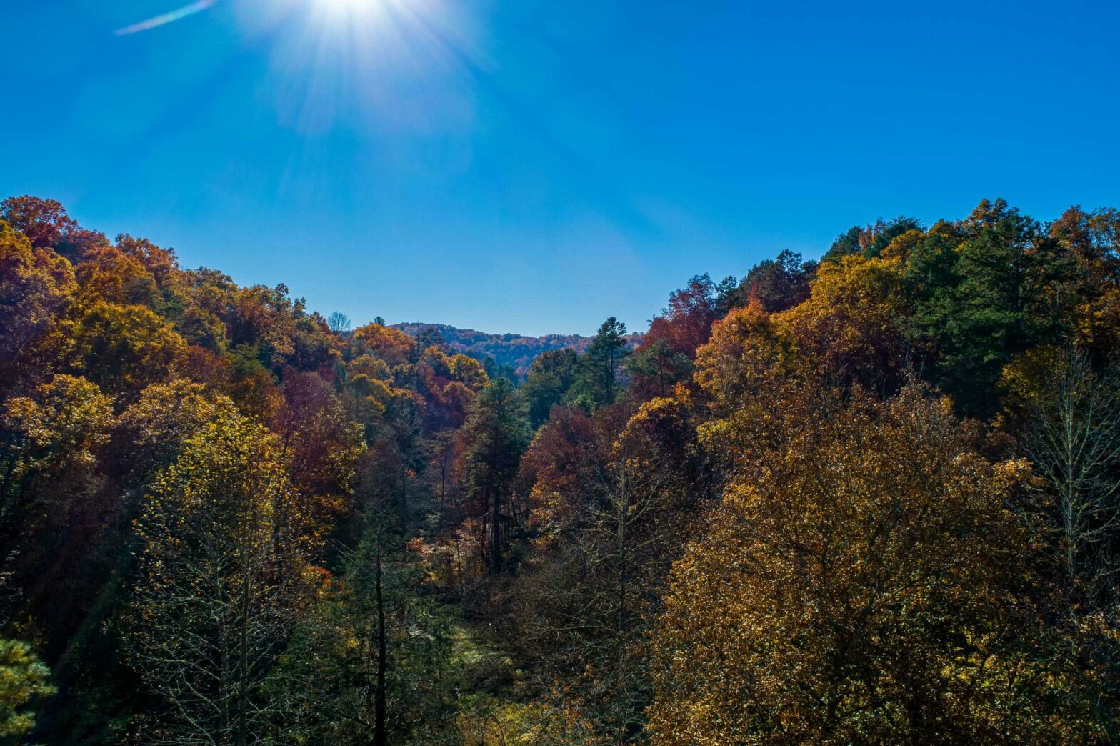 Fall trees in the Smoky Mountains