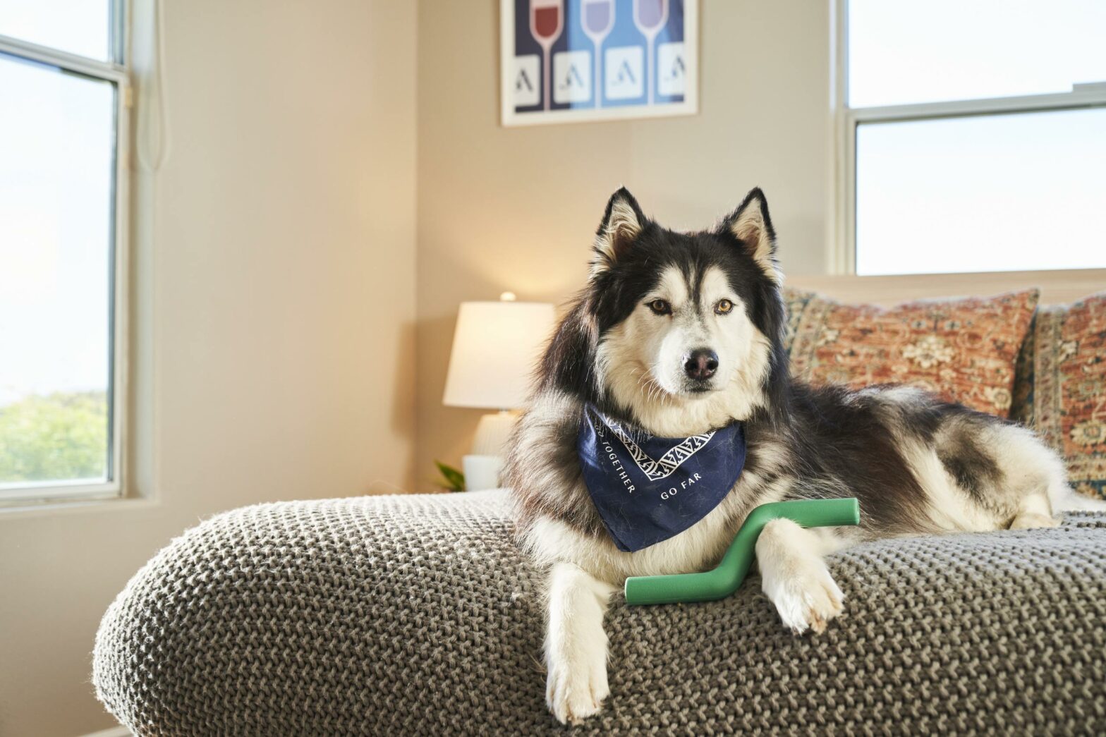 Dog at an AvantStay home