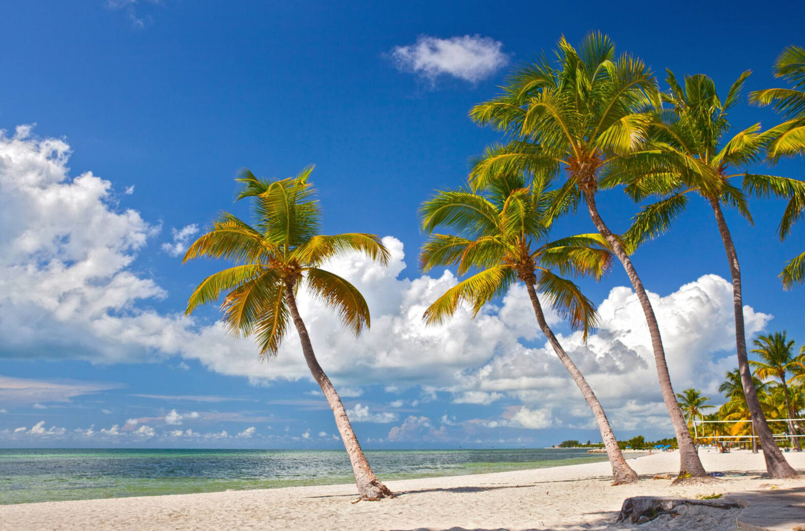 coconut trees by the white sand beach shoreline and blue cloudy skies
