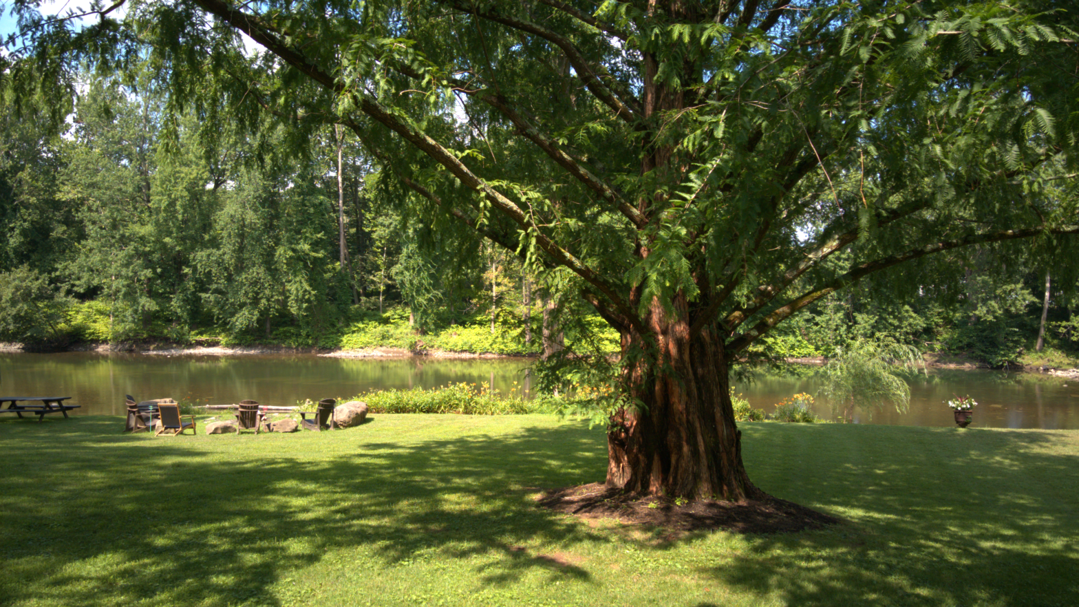 huge and chunky willow tree by the lake and green grass
