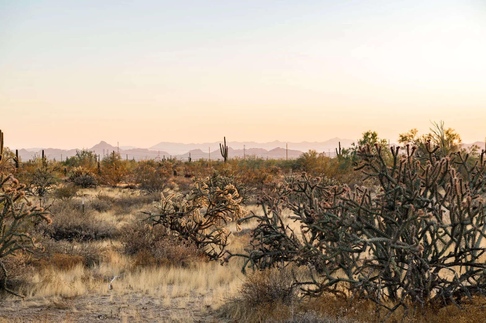 endless rows of cacti in the horizon of the Scottsdale desert