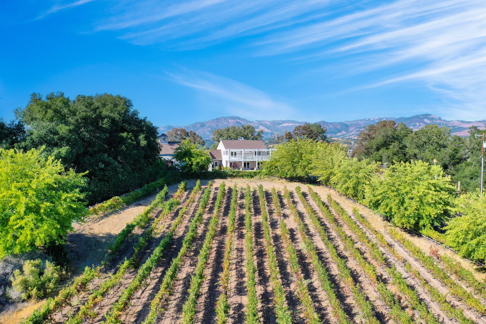 ripe vineyard field on the backyard of a wine country house by the sonoma valley