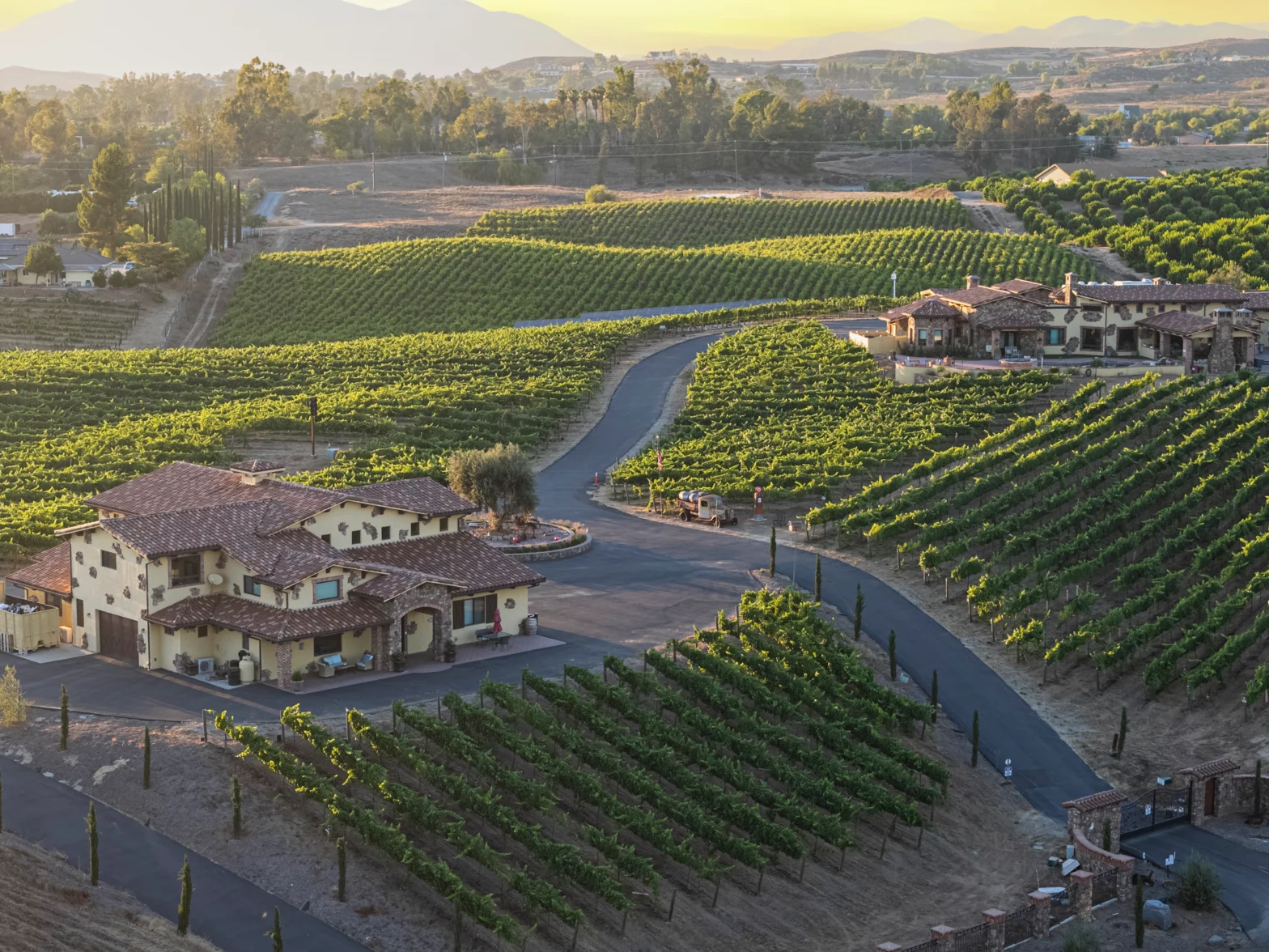 rows of green vine plants in the big backyard of a cottage house